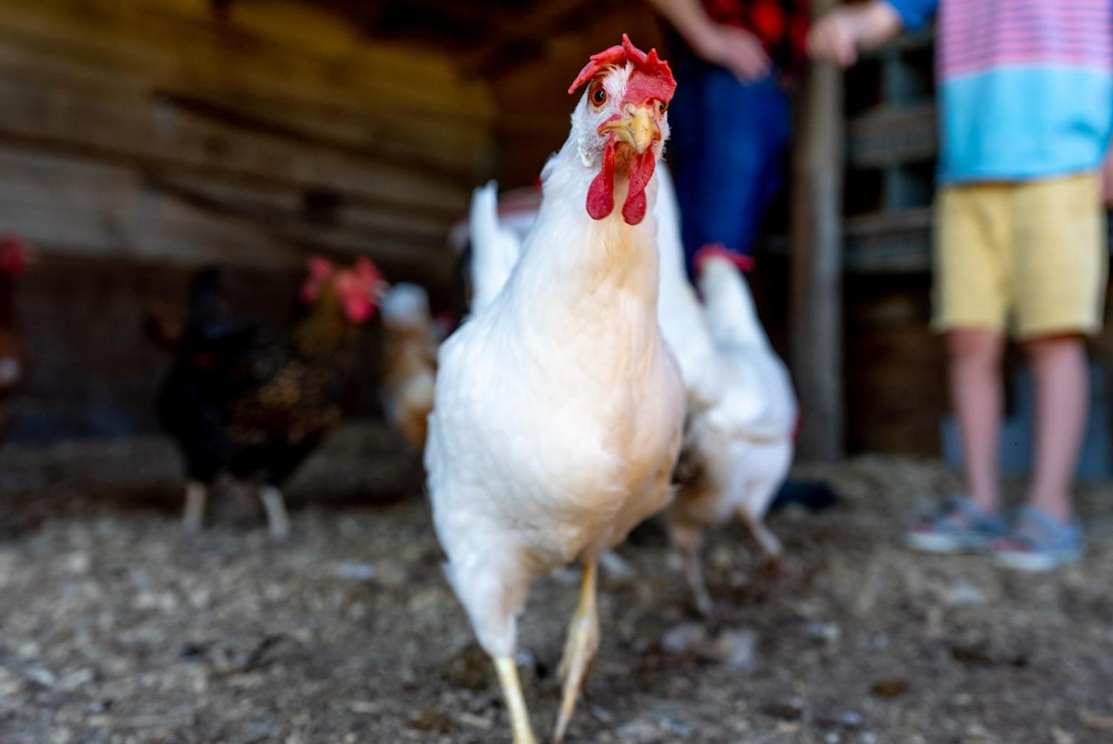 Vila Madeline Farms Luray Exteriér fotografie