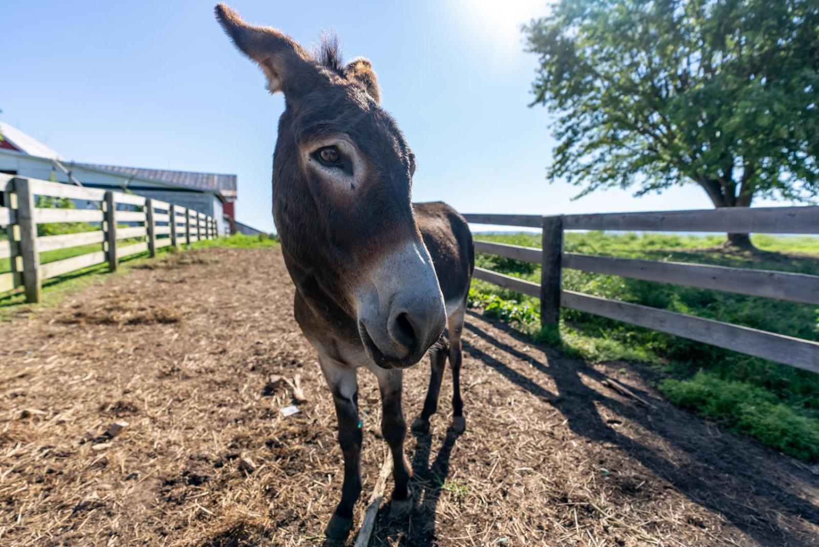 Vila Madeline Farms Luray Exteriér fotografie